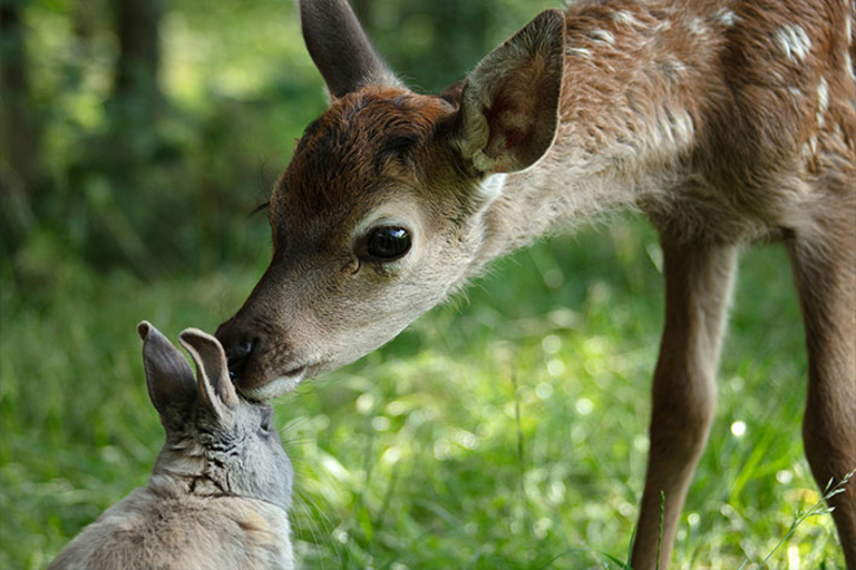 Tandem - BAMBI, L'HISTOIRE D'UNE VIE DANS LES BOIS